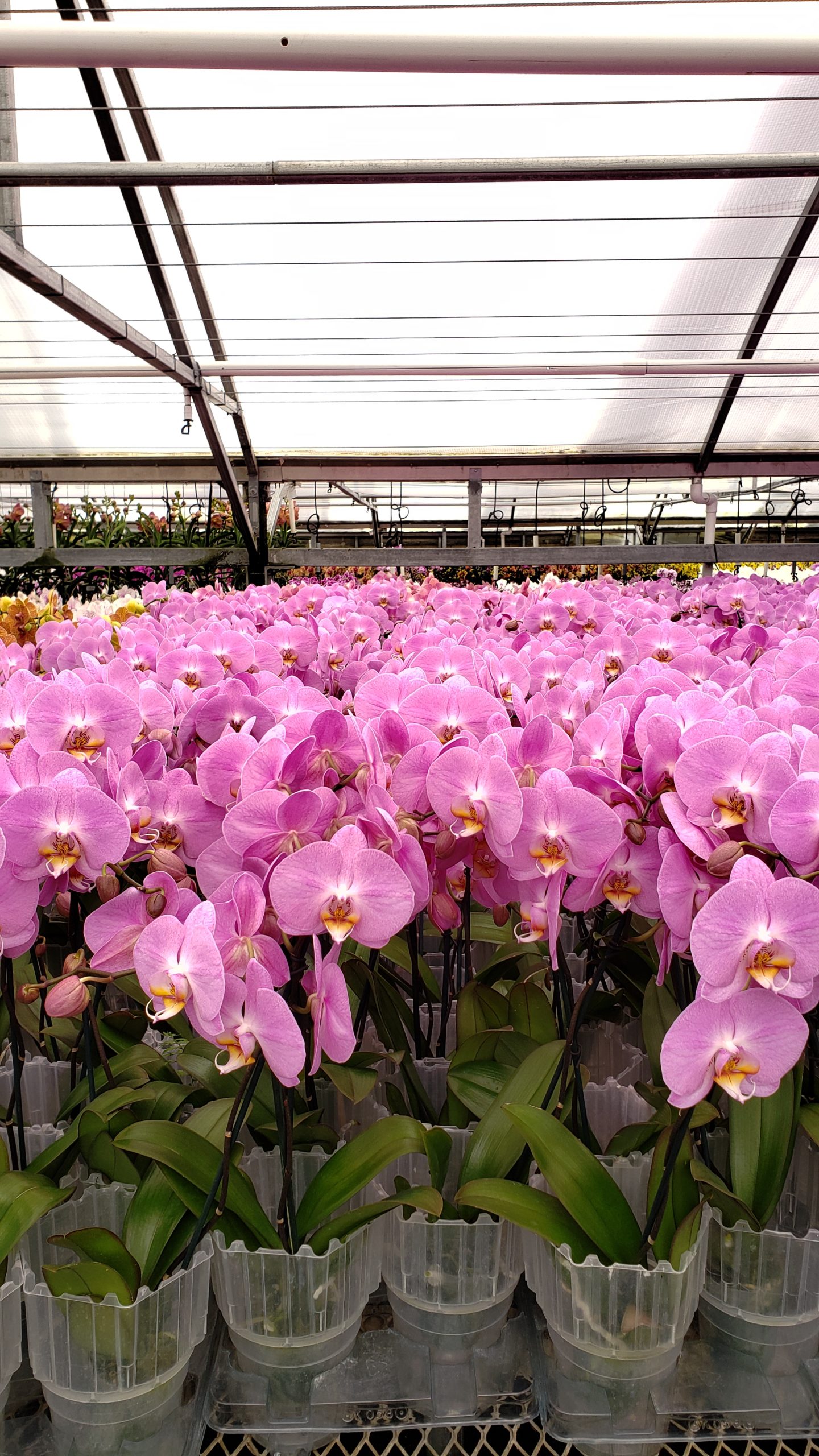 Orchids - Flora & More