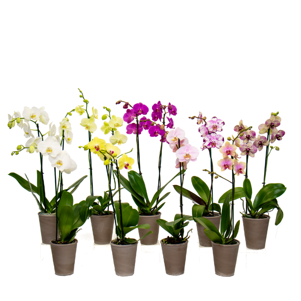 Orchids - Flora & More