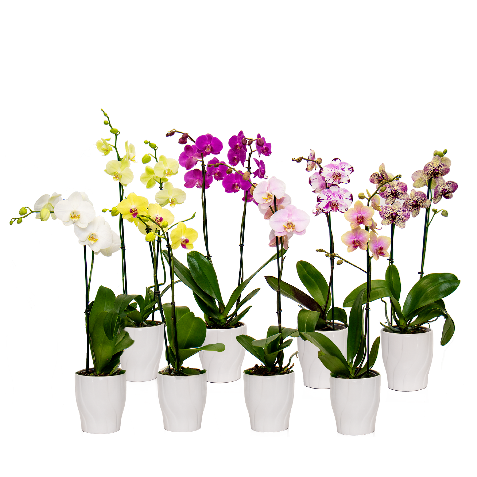 Orchids - Flora & More